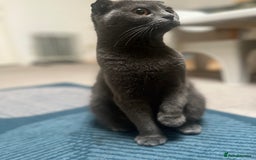 Scottish Fold cats for sale: Scottish Fold x British Shorthair - Image 4