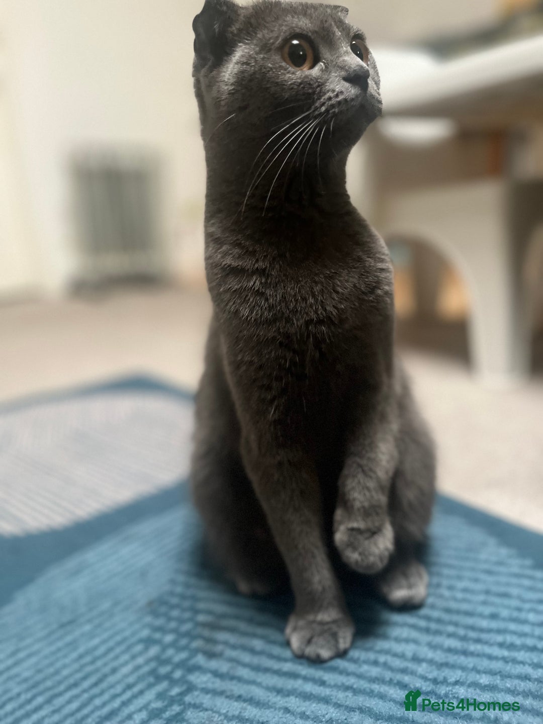 Scottish Fold cats for sale: Scottish Fold x British Shorthair - Image 4