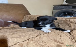 Lurcher dogs for sale: 4 stunning Lurcher colie pups - Advert 11