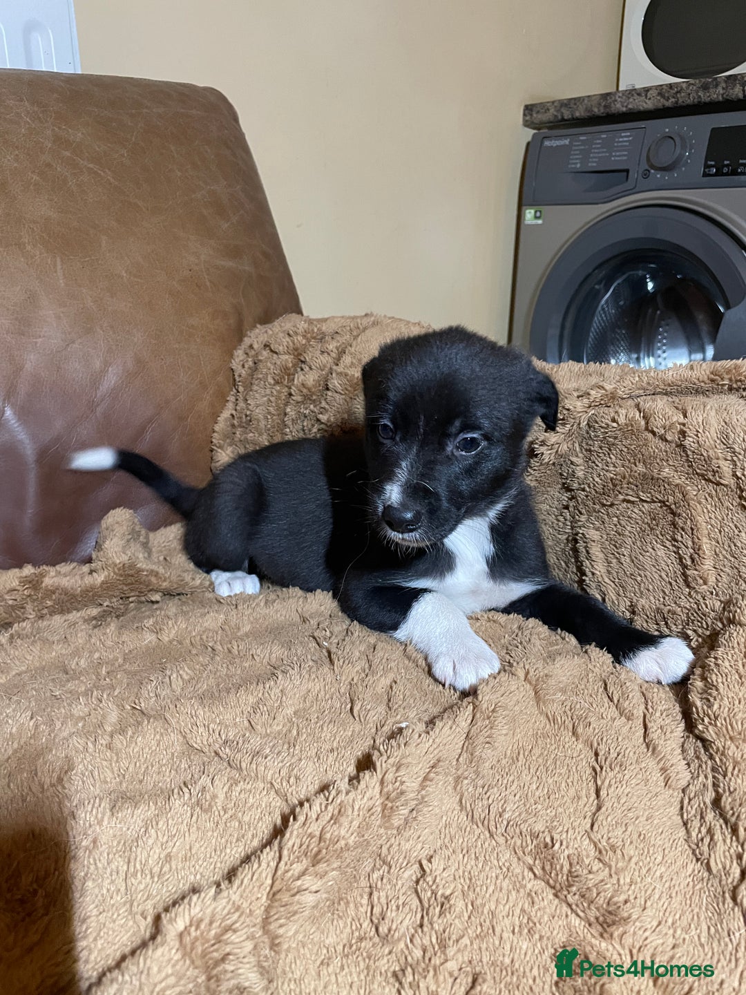 Lurcher dogs for sale: 4 stunning Lurcher colie pups - Advert 11