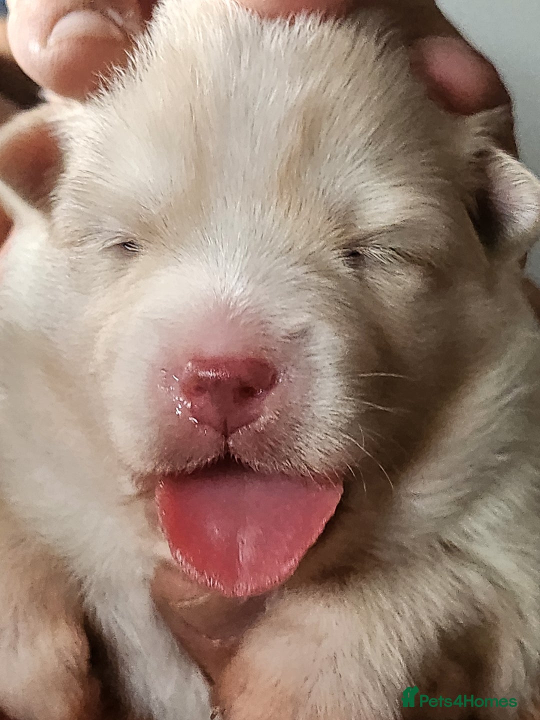 Pomsky dogs for sale: Pomsky puppies - Image 5