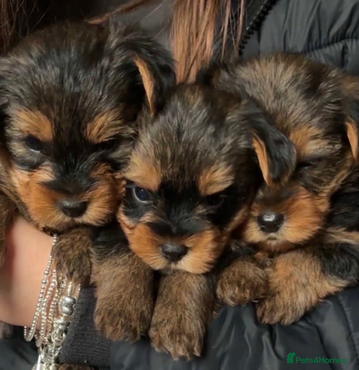 Yorkshire Terrier dogs Beautiful Yorkshire Terrier puppies - Advert 14
