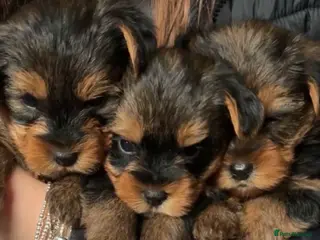 Yorkshire Terrier dogs Beautiful Yorkshire Terrier puppies - Advert 14