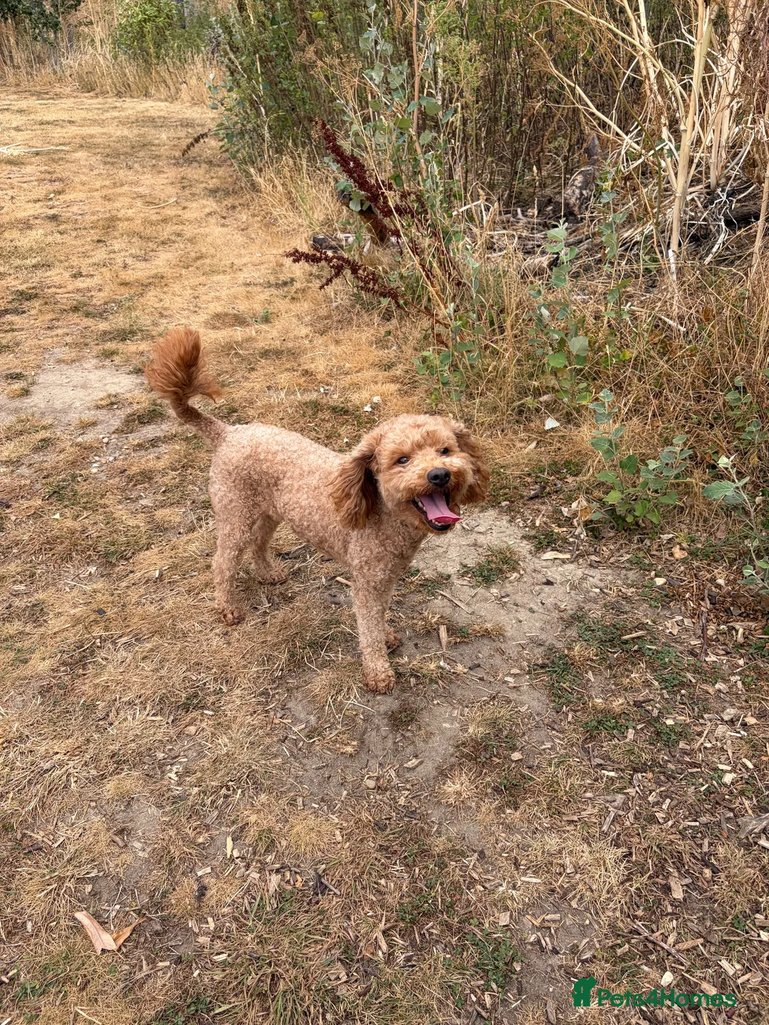 Cavapoo dogs for sale: WAITING LIST F1cavspoos ExtensivelyHealthTested  - Advert 2