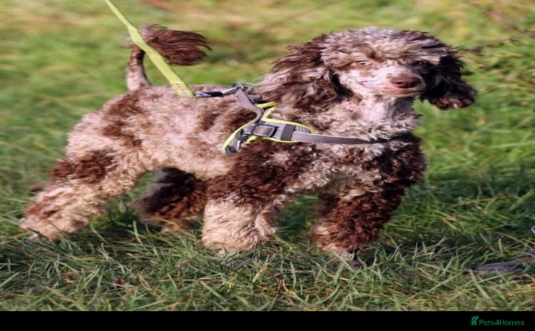Cavapoo dogs - Advert 2