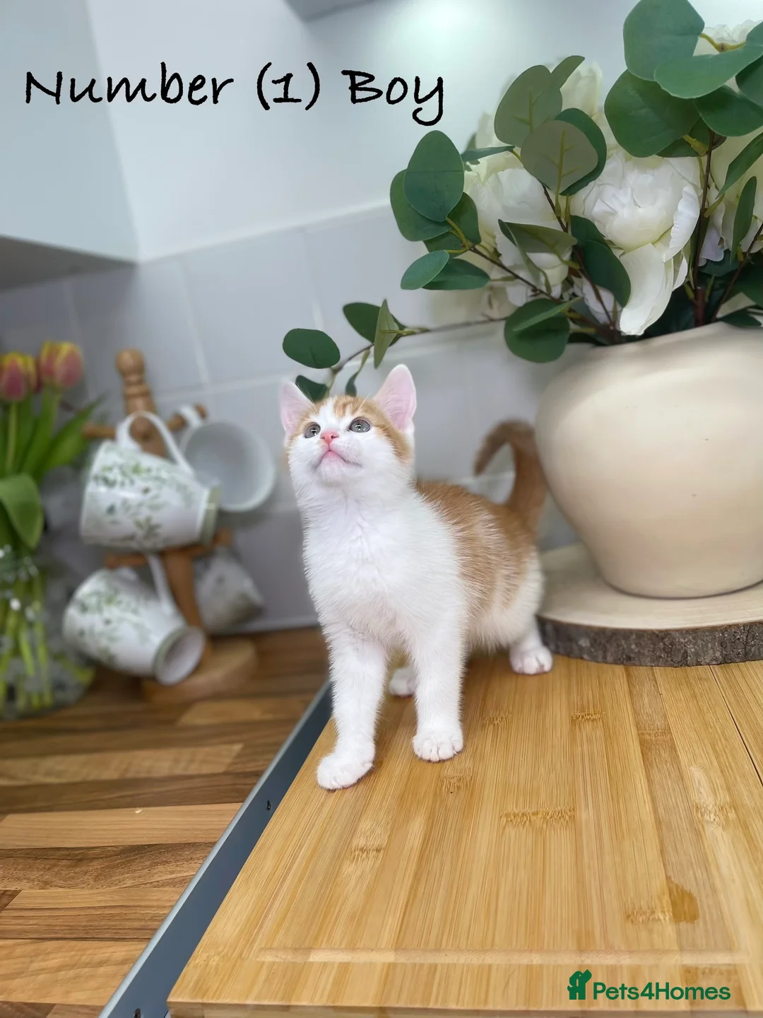 Mixed Breed cats for sale: 4 beautiful kittens 8 weeks old ready to leave in Feltham - Advert 2