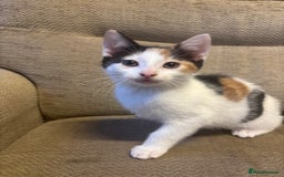 Mixed Breed cats for sale: Female Calico Kitten - Image 10