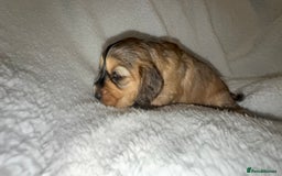 Cocker Spaniel dogs for sale: Show cocker spaniel pups ready 4th November  - Image 16