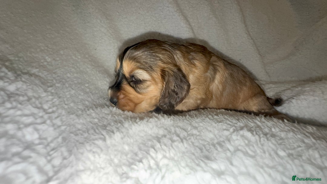 Cocker Spaniel dogs for sale: Show cocker spaniel pups ready 4th November  - Image 16