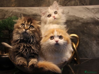 Scottish Fold cats Three wonderful Scottish Fold/straight kittens - Advert 2