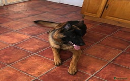 German Shepherd dogs for sale: West German German Shepherd stud dog for sale - Image 4