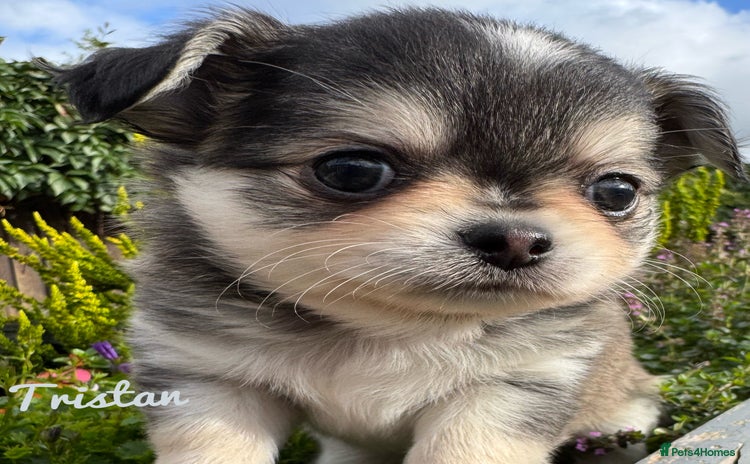 Chihuahua dogs - Advert 4