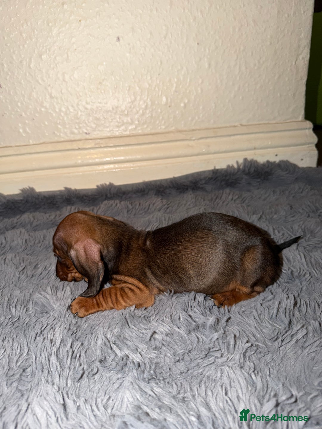 Dachshund dogs for sale: Dachshund Puppies Available 🐾 - Advert 12