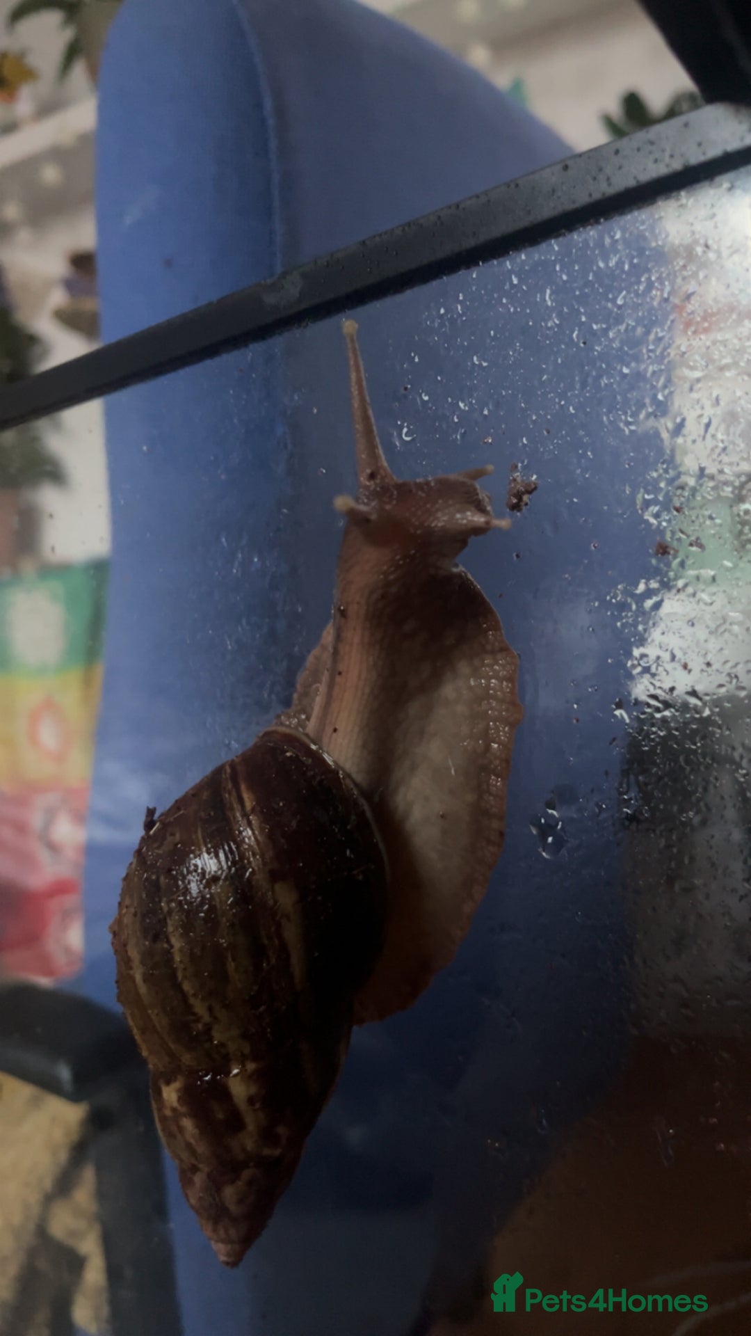 Snails invertebrates for sale: AFRICAN GIANT SNAILS FOR SALE! - Image 1