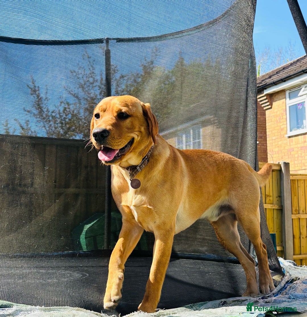 Labrador Retriever dogs for sale: Jack the Labrador - Image 2