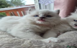 Ragdoll cats for sale: 5 GCCF Pedigree Ragdoll kittens for sale - Image 28