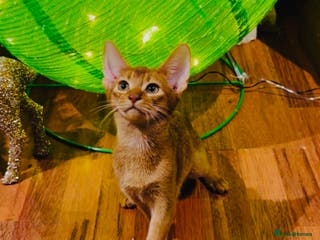 Abyssinian cats 🏆🥇🏵️Top Quality Champion Lines Abyssinian - Advert 2