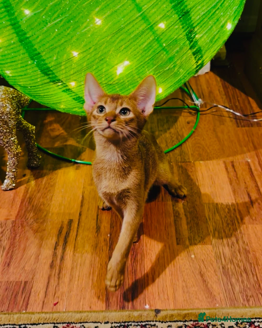Abyssinian cats for sale:  🏆🥇🏵️Top Quality Champion Lines Abyssinian  - Advert 17
