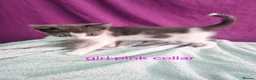 Mixed Breed cats for sale: Beautiful grey and white kittens  - Advert 13