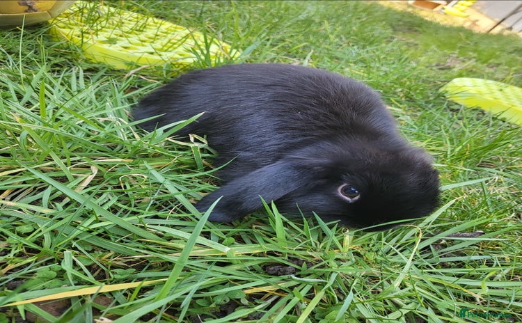 Mini Lop rabbits - Advert 2