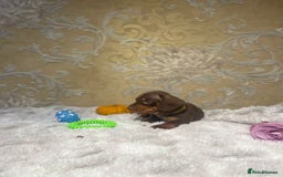 Dachshund dogs for sale: Dachshund Miniature  - Image 15