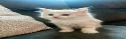 Mixed Breed cats for sale: 5 beautiful mixed Kittens for sale - Advert 7