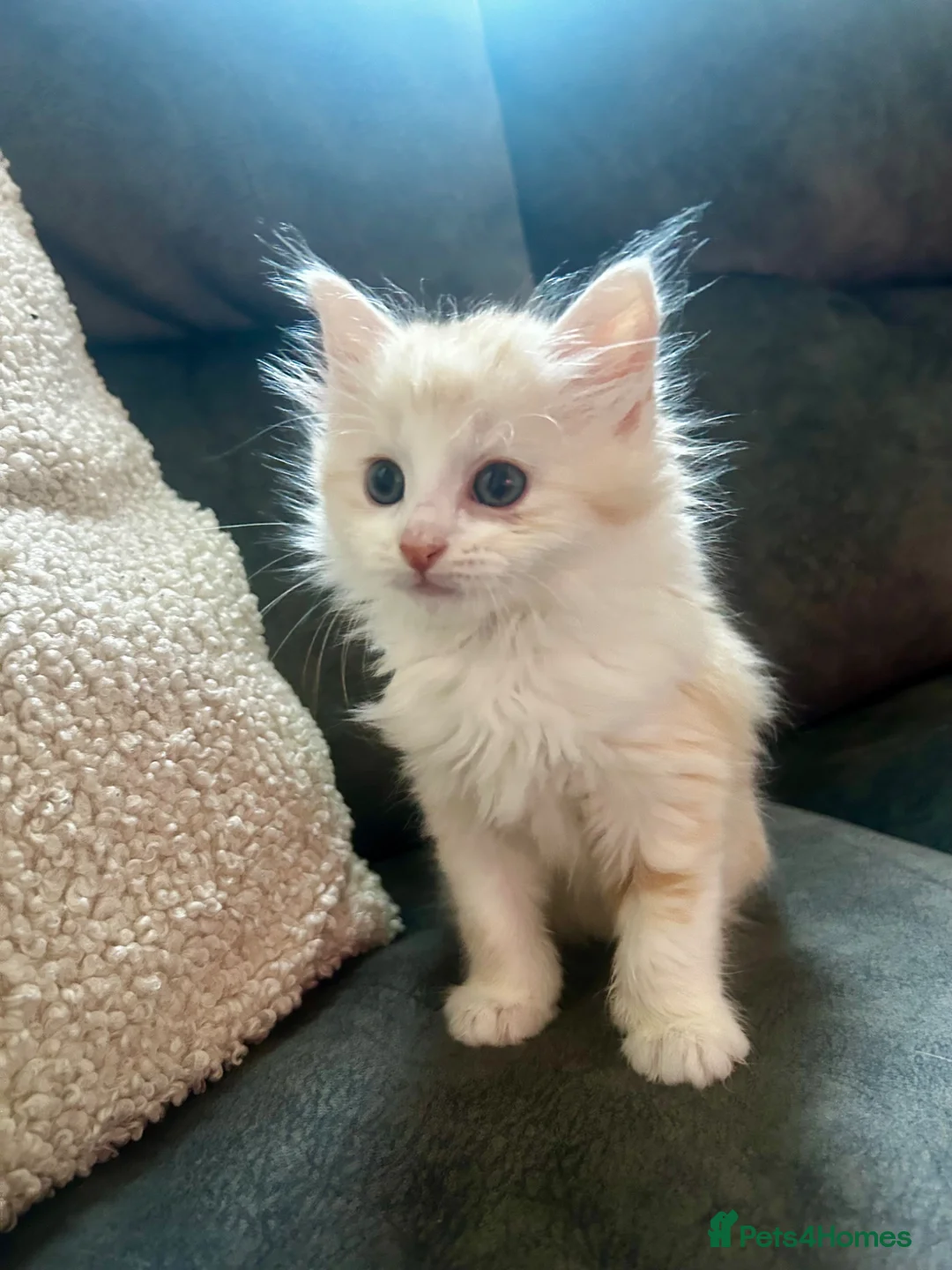Mixed Breed cats for sale: 5 beautiful mixed Kittens for sale - Advert 7