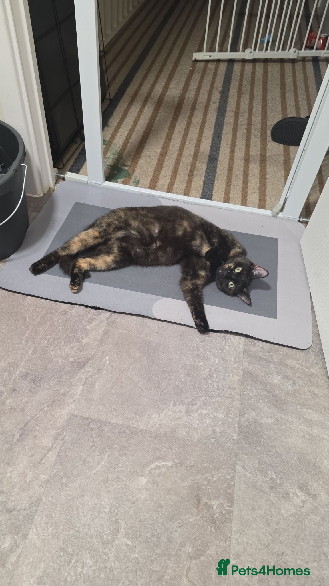 Mixed Breed cats Free kitten - Advert 1