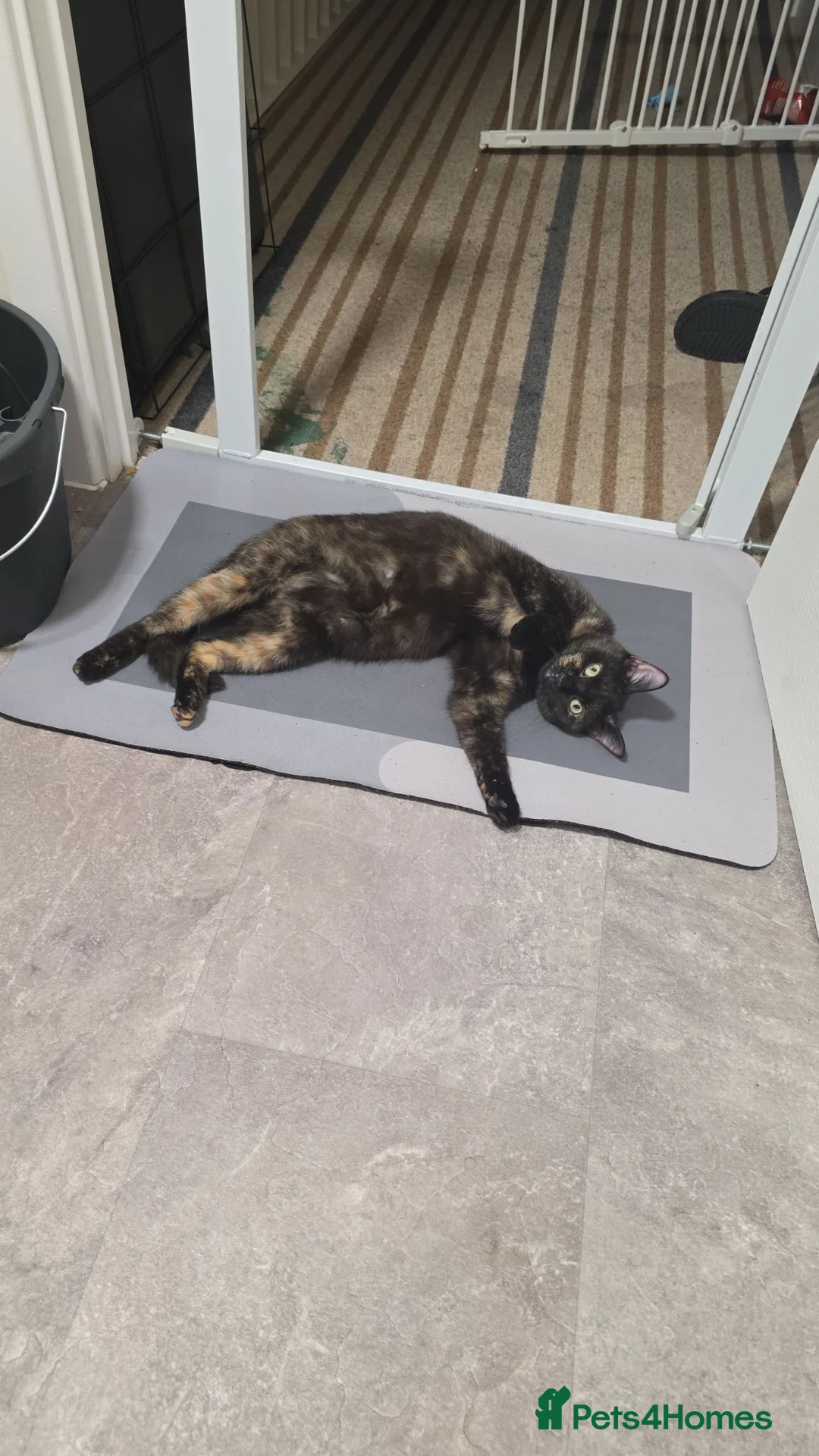 Mixed Breed cats for sale: Free kitten - Advert 1