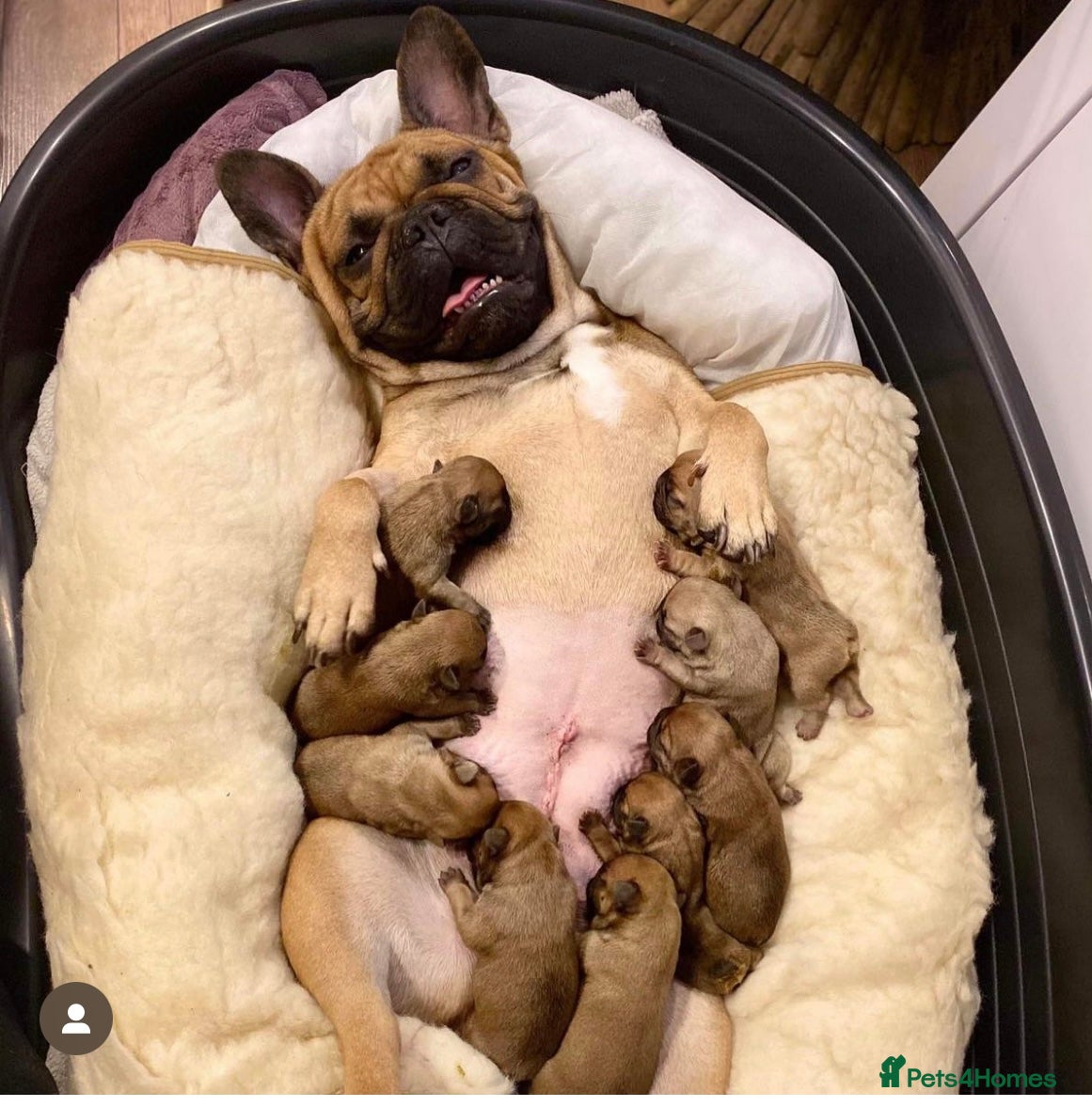 French Bulldog dogs for stud: Small, short & compact Isabella & Tan stud in Ongar - Advert 2