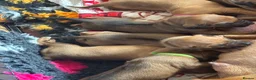 Rhodesian Ridgeback dogs for sale: Exceptionally Health Tested KC Ridgeback Puppies - Advert 4