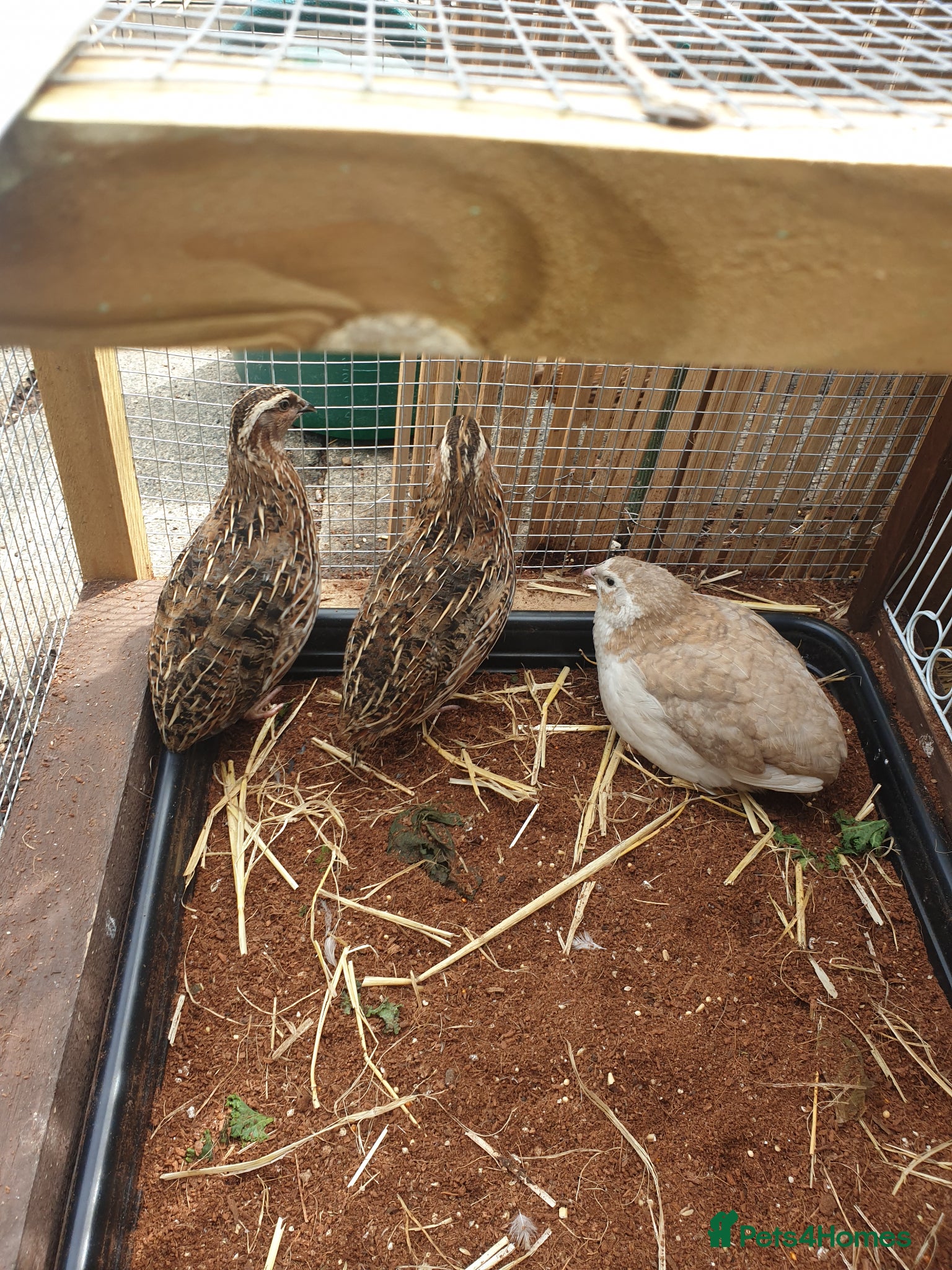 Quail poultry Male quail - Advert 2