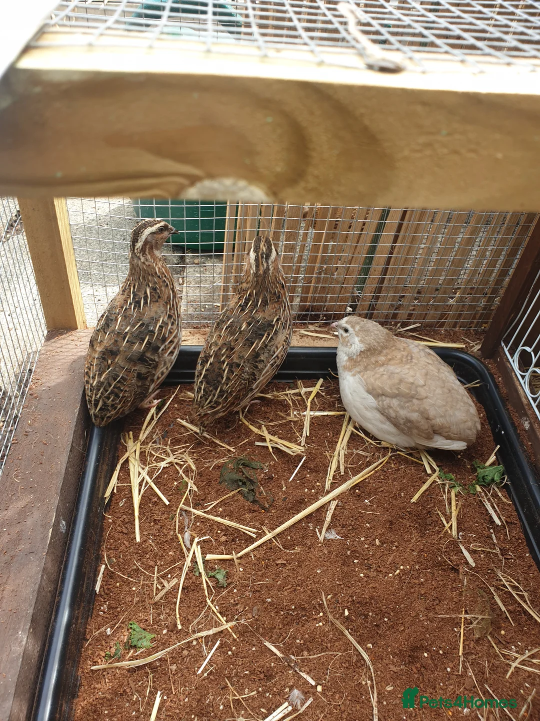 Quail poultry for sale: Male quail in Coldstream - Advert 1