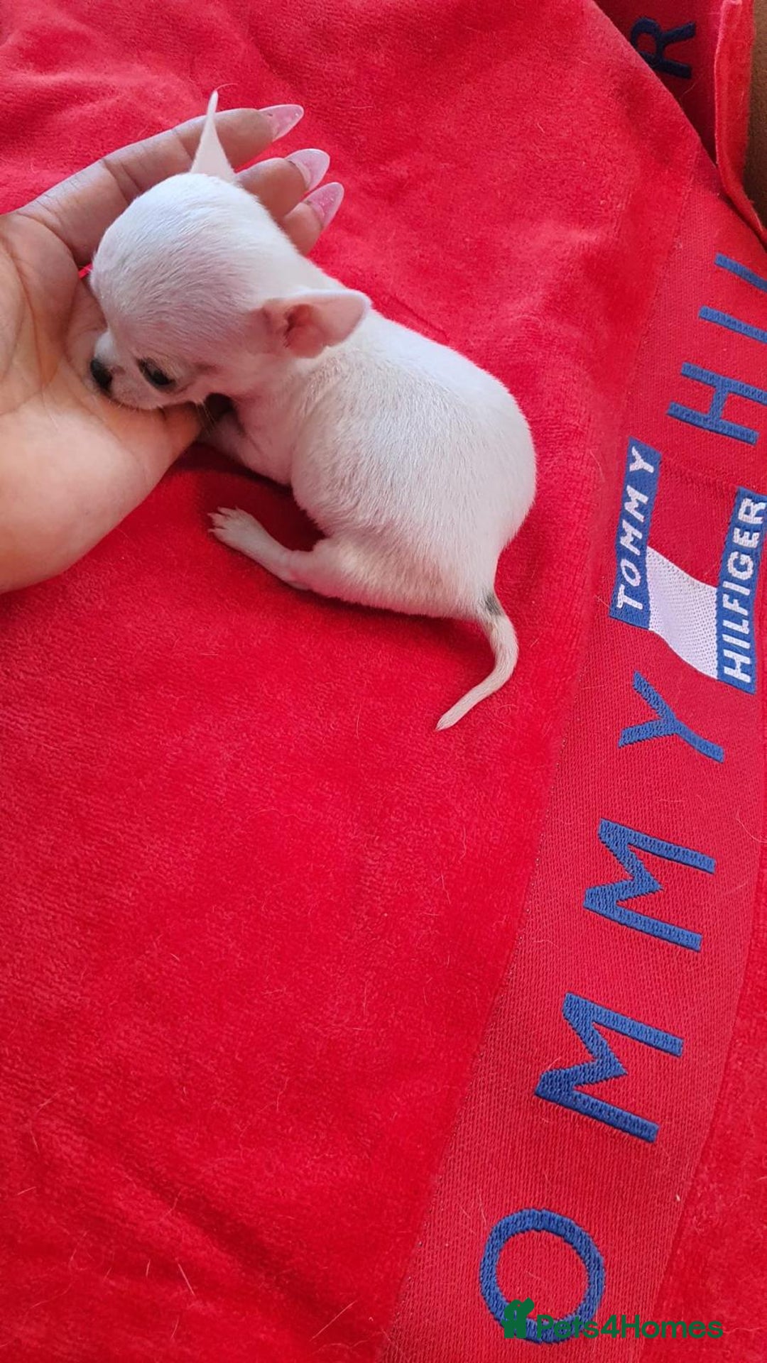 Chihuahua dogs for sale: Adorable 🐶🥰 Mini Girl Available  - Image 17