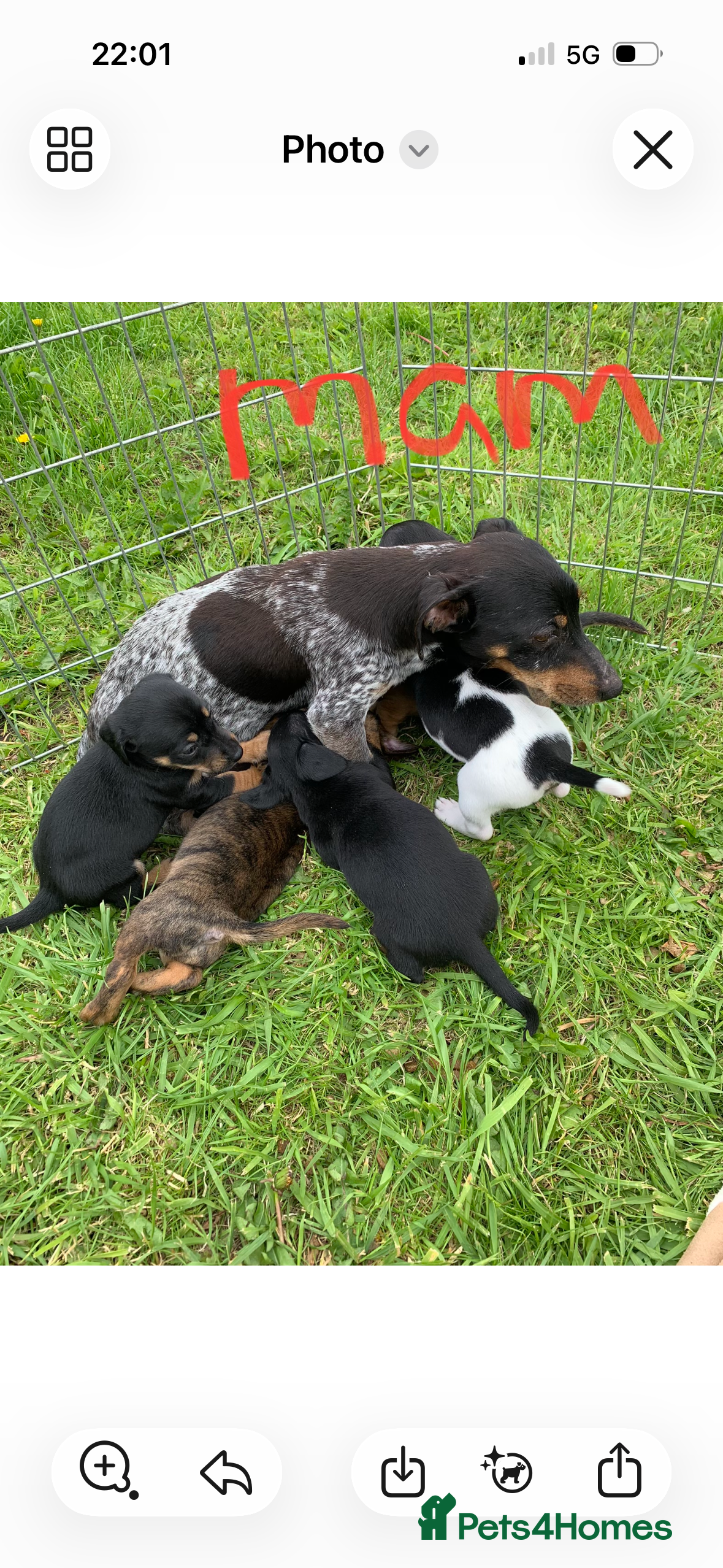 Jack Russell dogs Jack Russel / Dachshund puppies - Advert 2