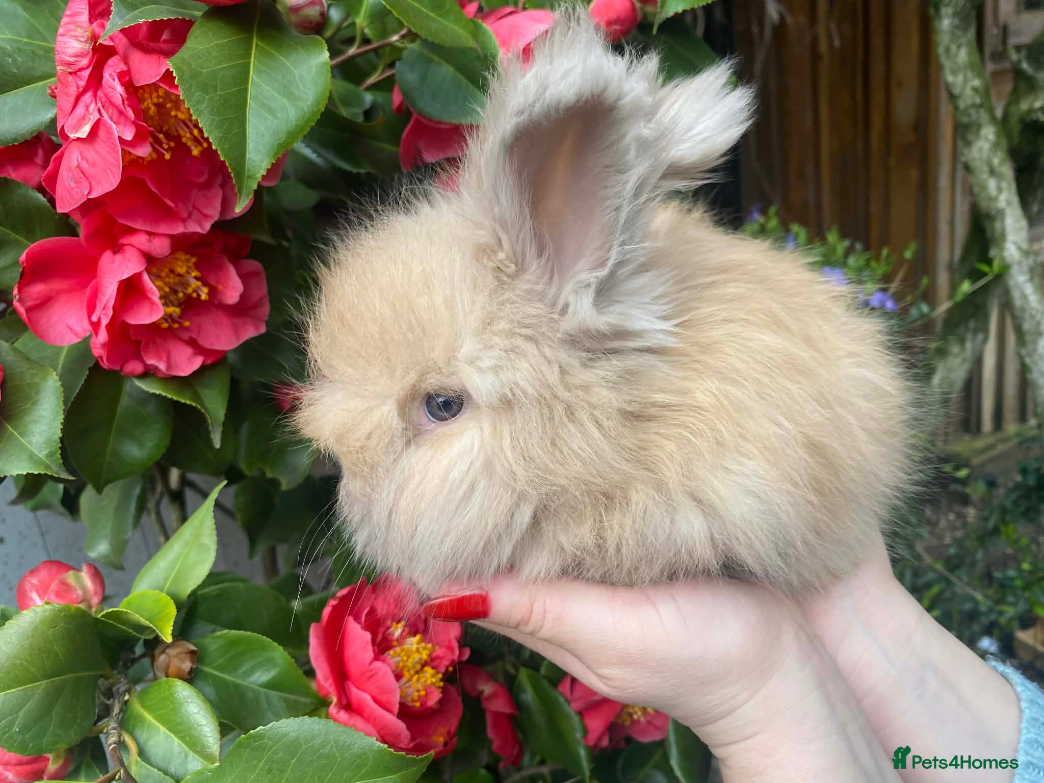 Angora rabbits Pure Breed Full Face Angora  - Advert 6