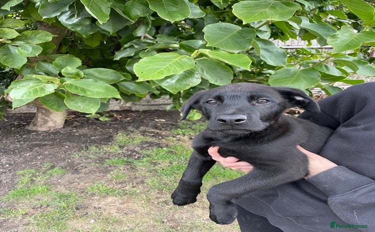 Mixed Breed dogs - Advert 3