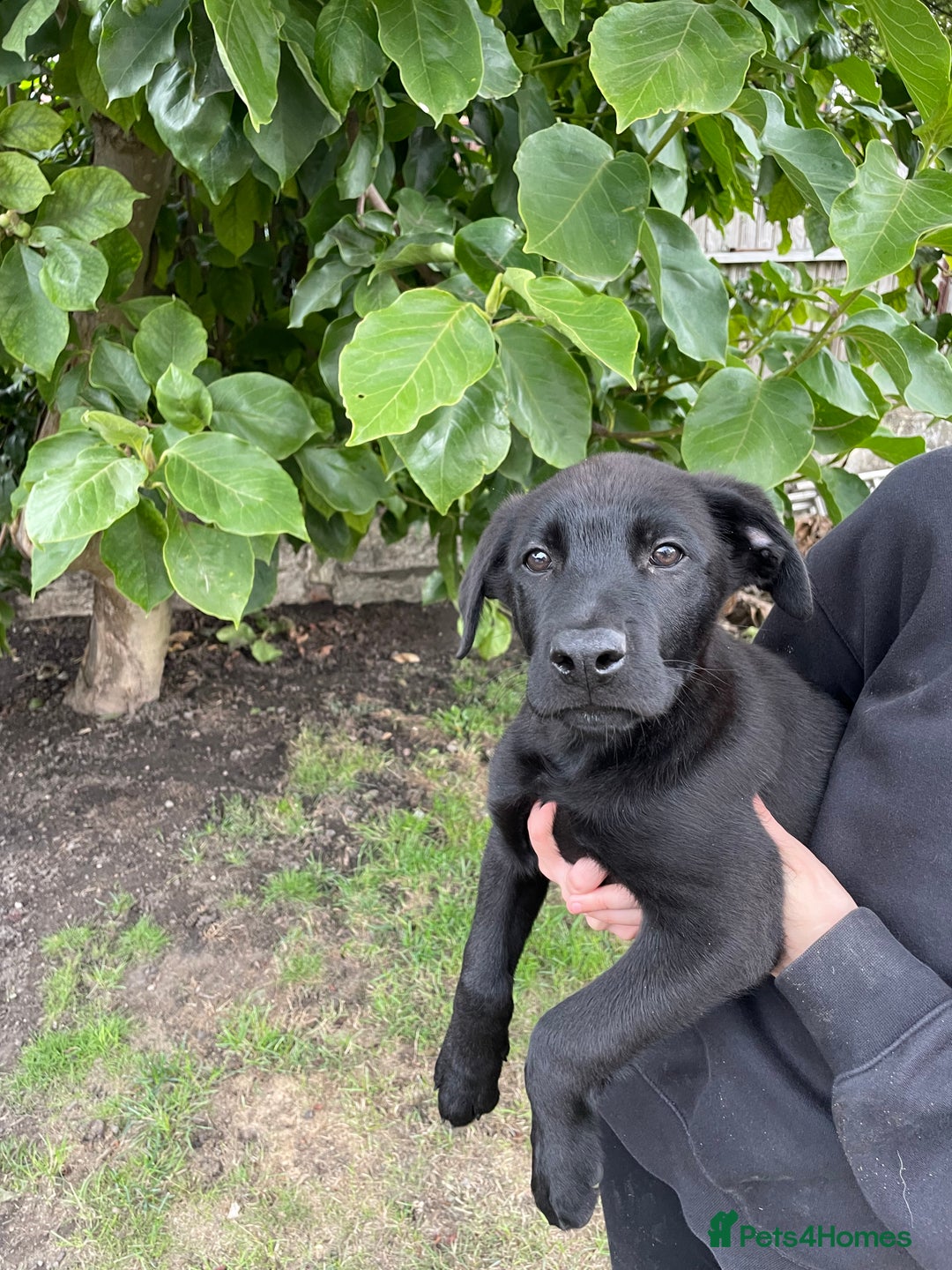 Mixed Breed dogs for sale: Belgium shepherd cross Rottweiler Labrador  - Image 1