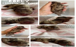 Dachshund dogs for sale: Miniature dachshund puppies  - Image 14