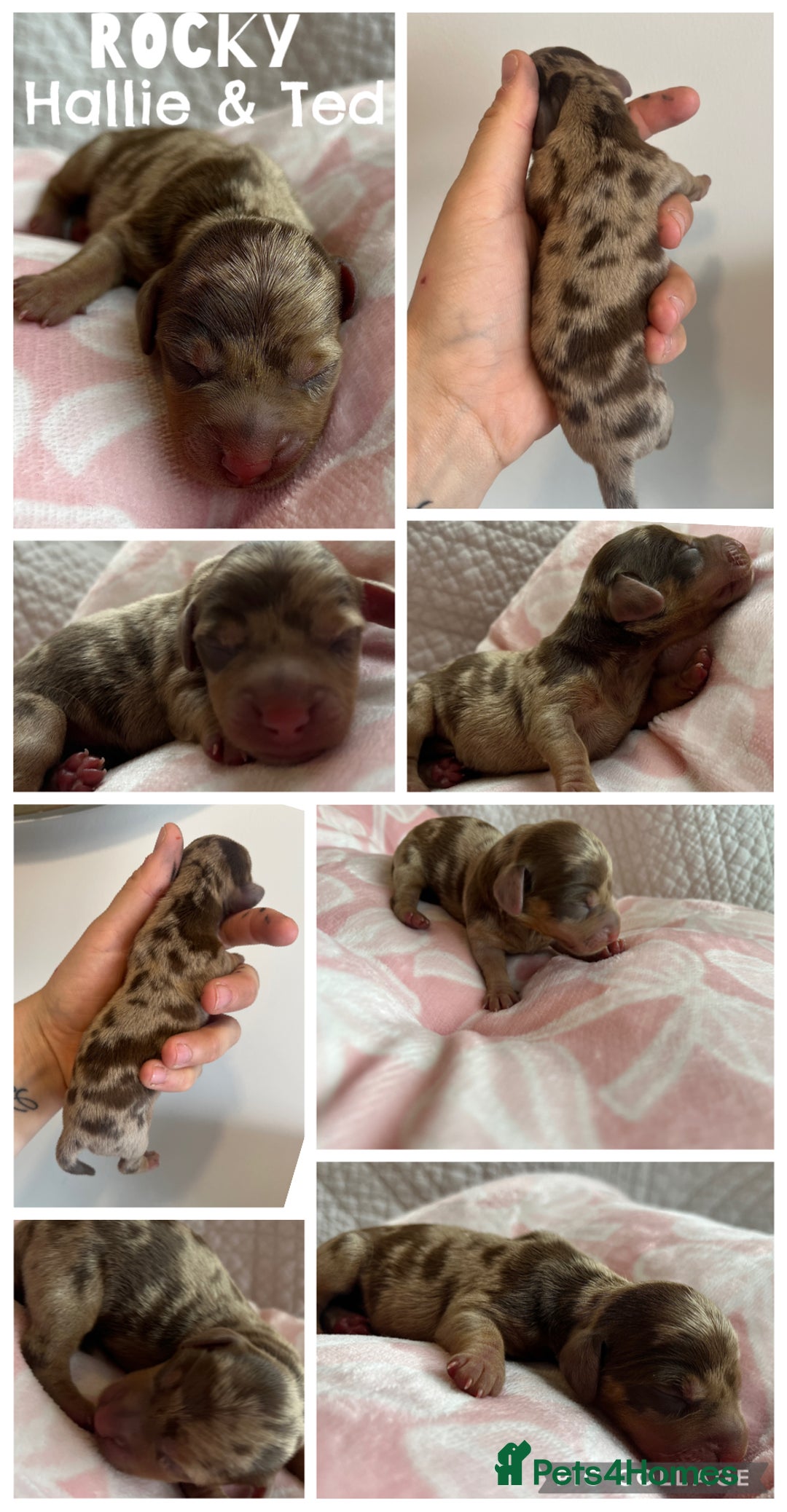 Dachshund dogs for sale: Miniature dachshund puppies  - Image 14