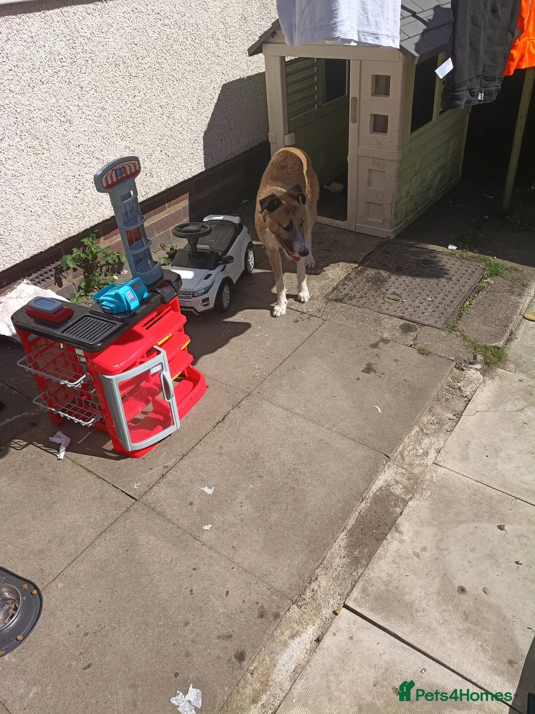 Mixed Breed dogs for sale: Milo (Lurcher) RESERVED - Advert 2