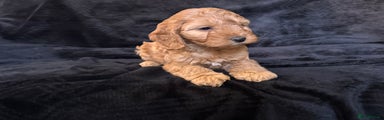 Cockapoo Puppy 3