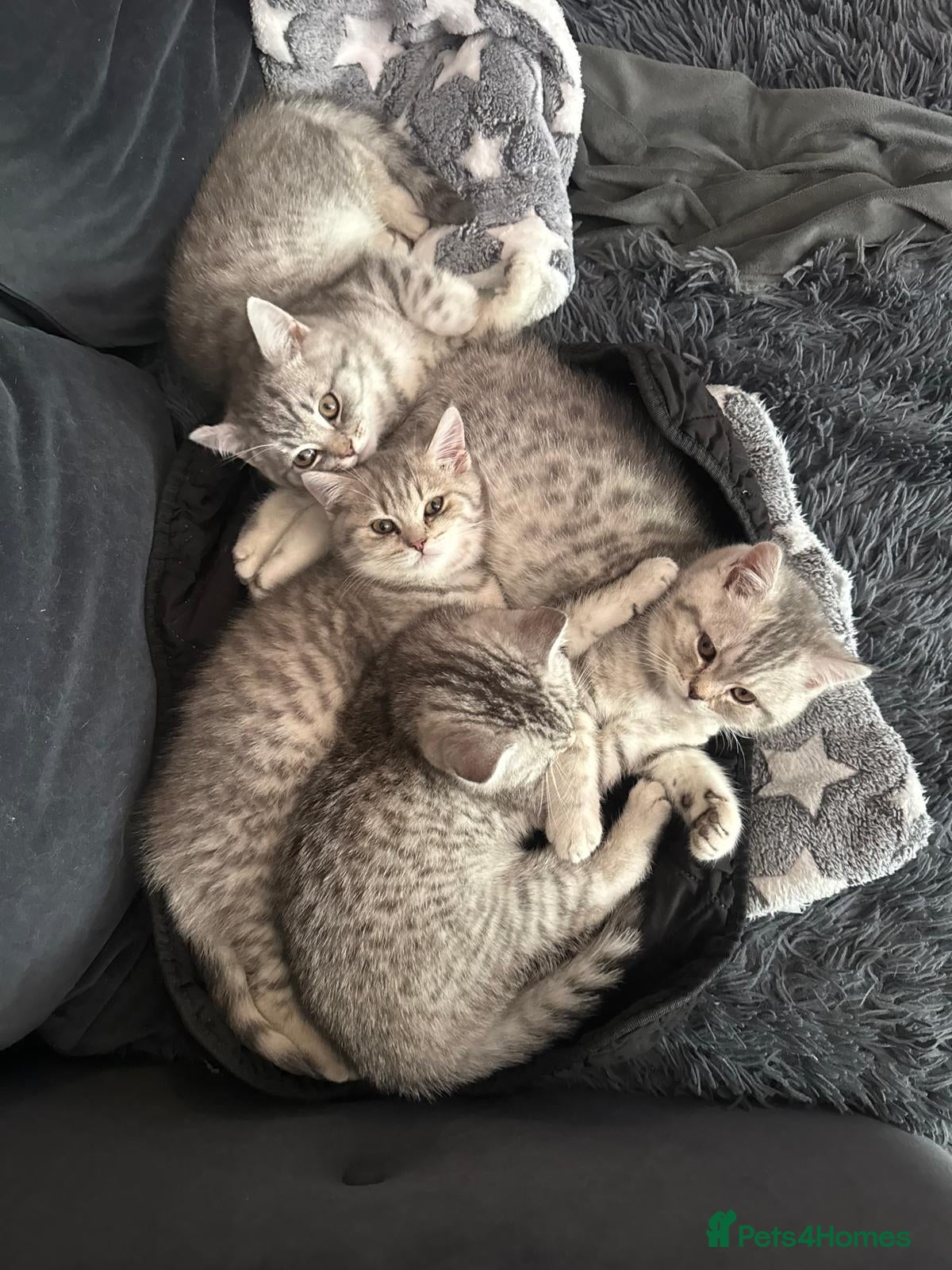 British Shorthair cats *UPDATED* GCCF BSH silver tipped  - Advert 2