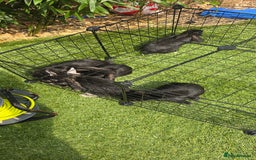 Dwarf Lop rabbits for sale: 9 Dwarf lop Rabbits ready for a new home - Image 22