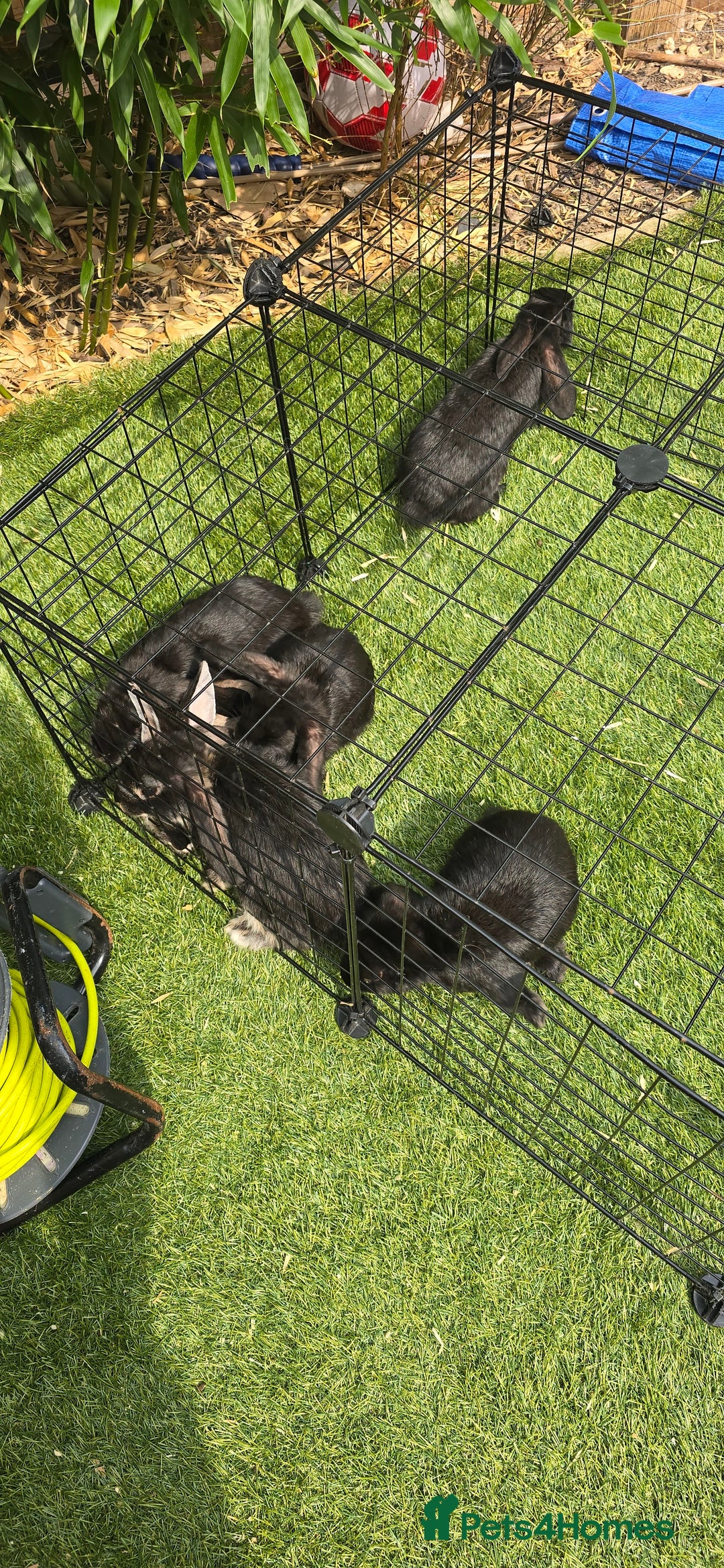 Dwarf Lop rabbits for sale: 9 Dwarf lop Rabbits ready for a new home - Image 22