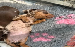 Miniature Dachshund dogs for sale: KC PRA chocolate dapple miniature dachunds  - Image 2