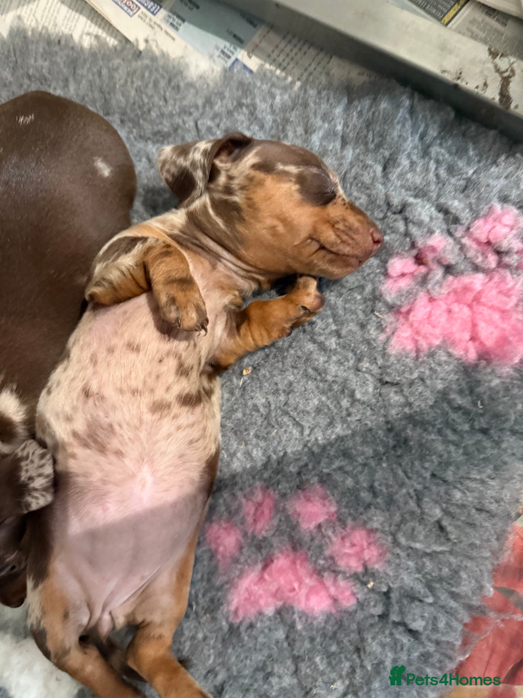 Miniature Dachshund dogs for sale: KC PRA chocolate dapple miniature dachunds  - Image 2