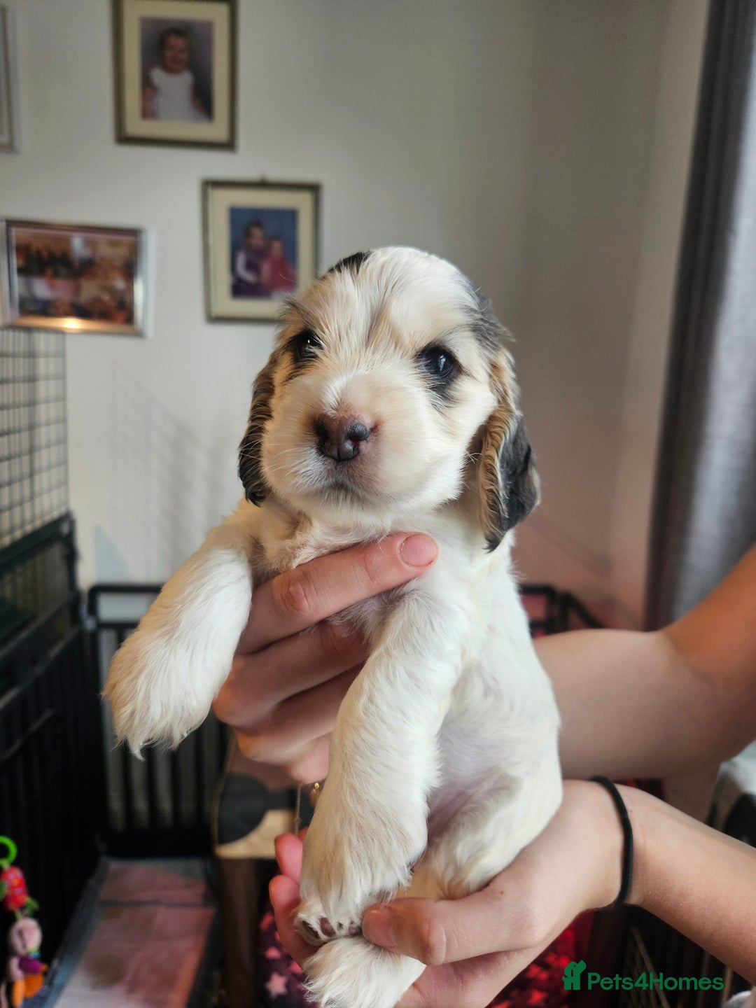 Cocker Spaniel dogs for sale: Sable Show Cocker spaniel Puppies ready now - Image 20