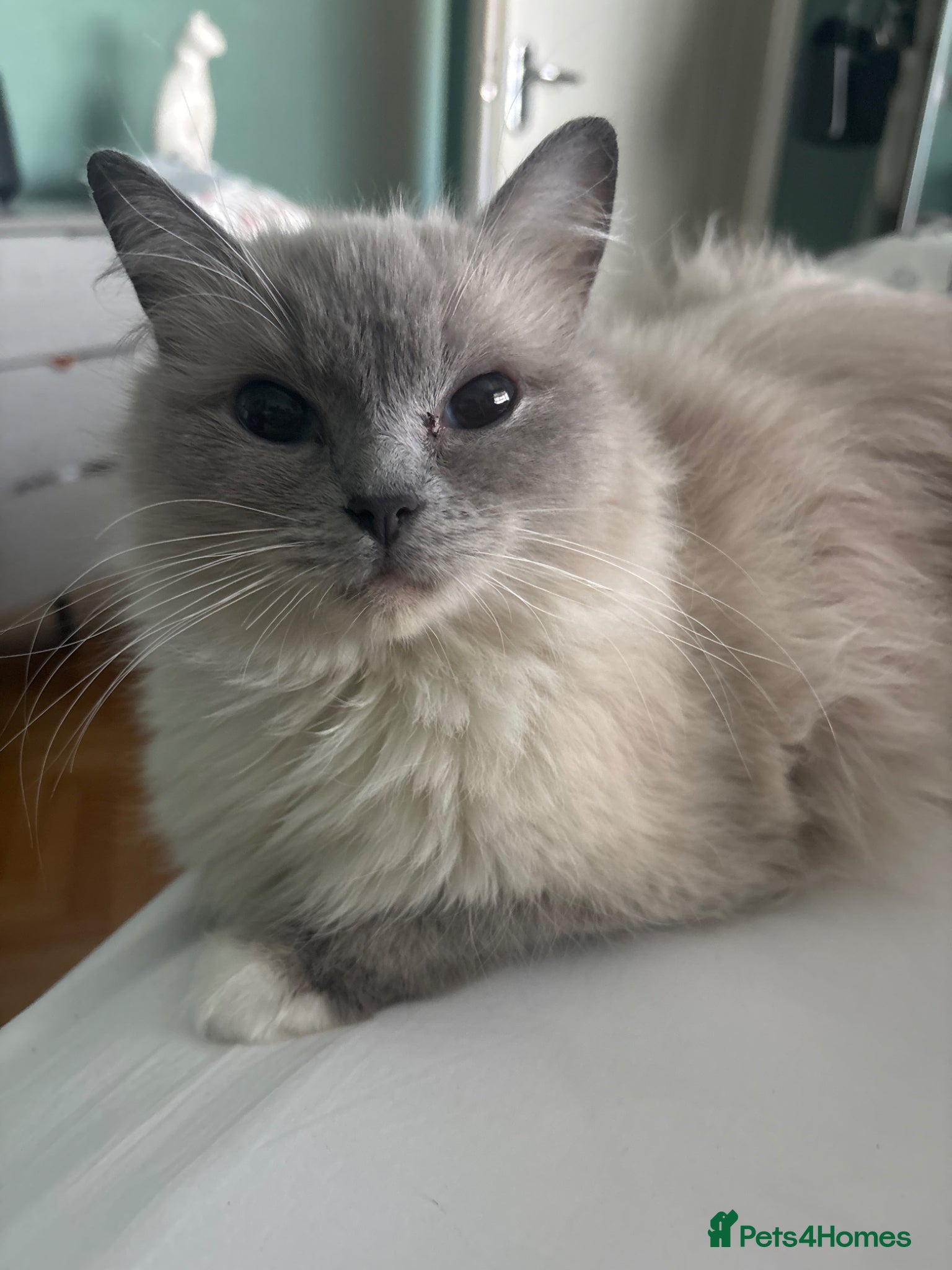 Ragdoll cats Ragdoll kitchens  - Advert 1