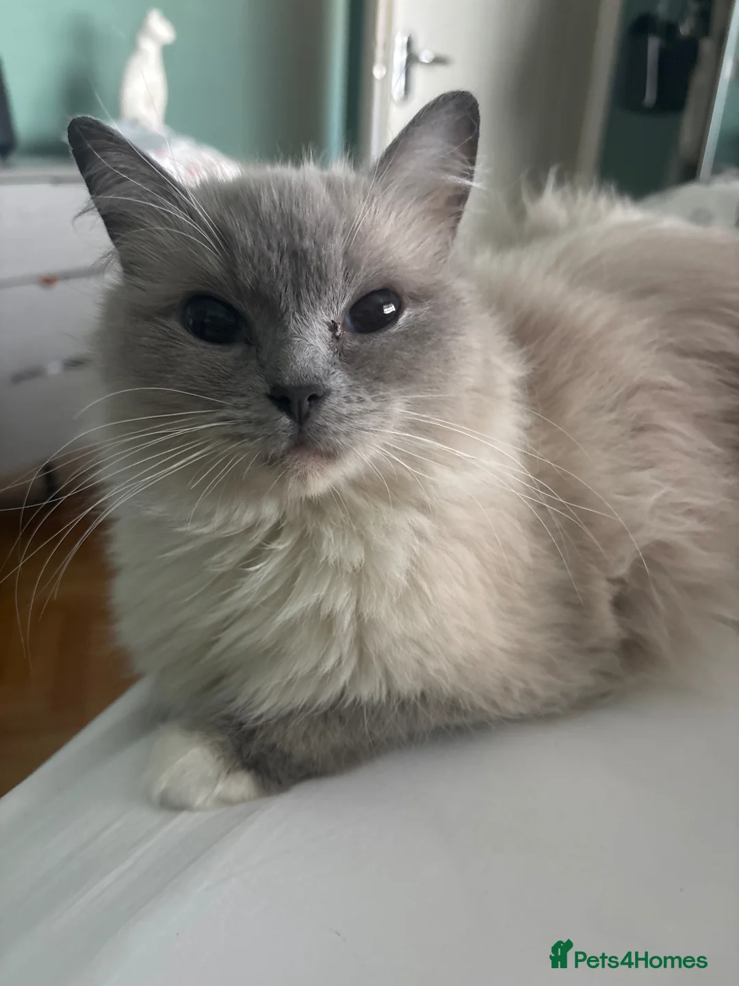 Ragdoll cats for sale: Ragdoll kitchens  in Doncaster - Advert 1